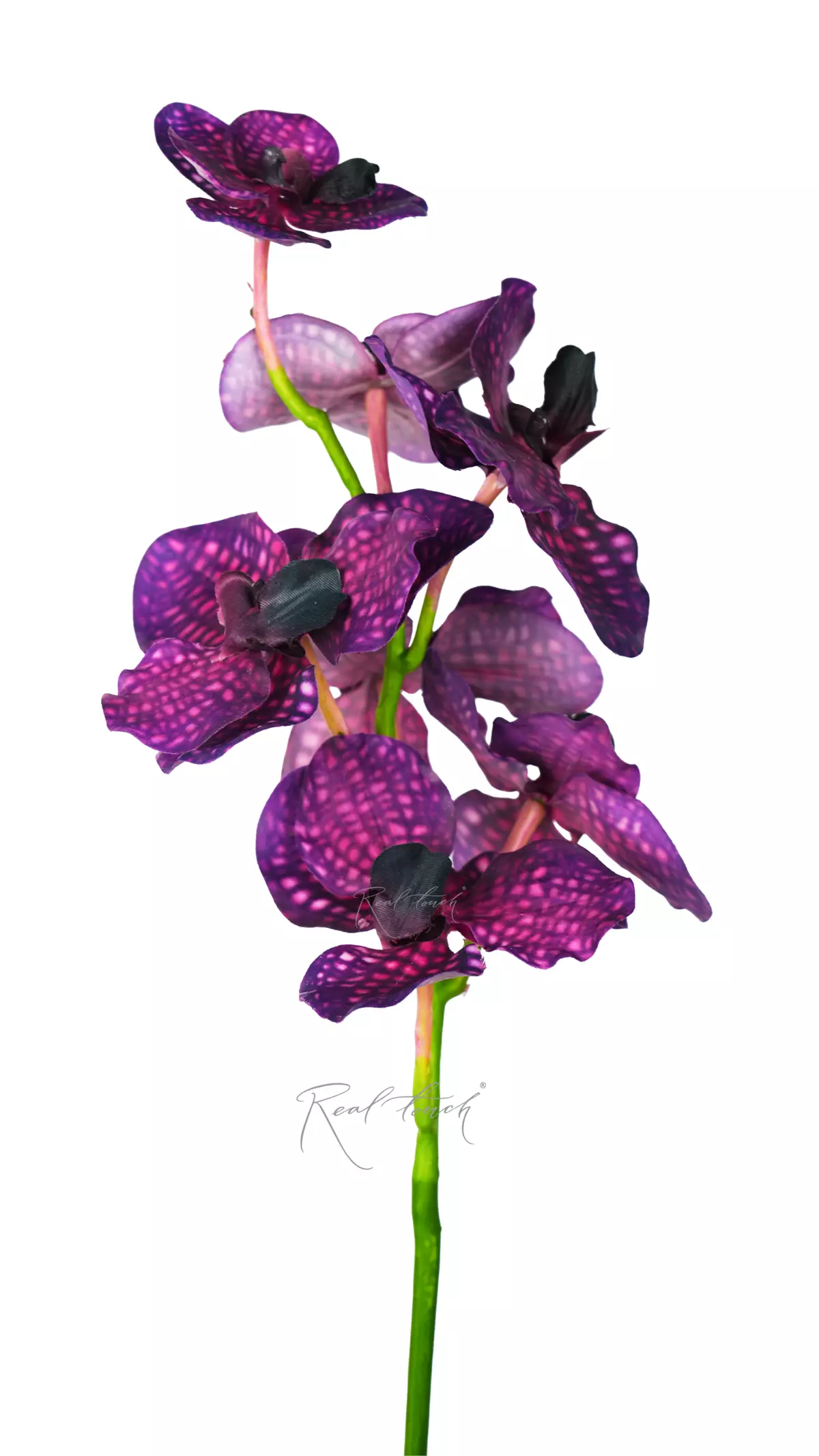 Orchid Vanda 23.5" (7 inflorescences) - purple