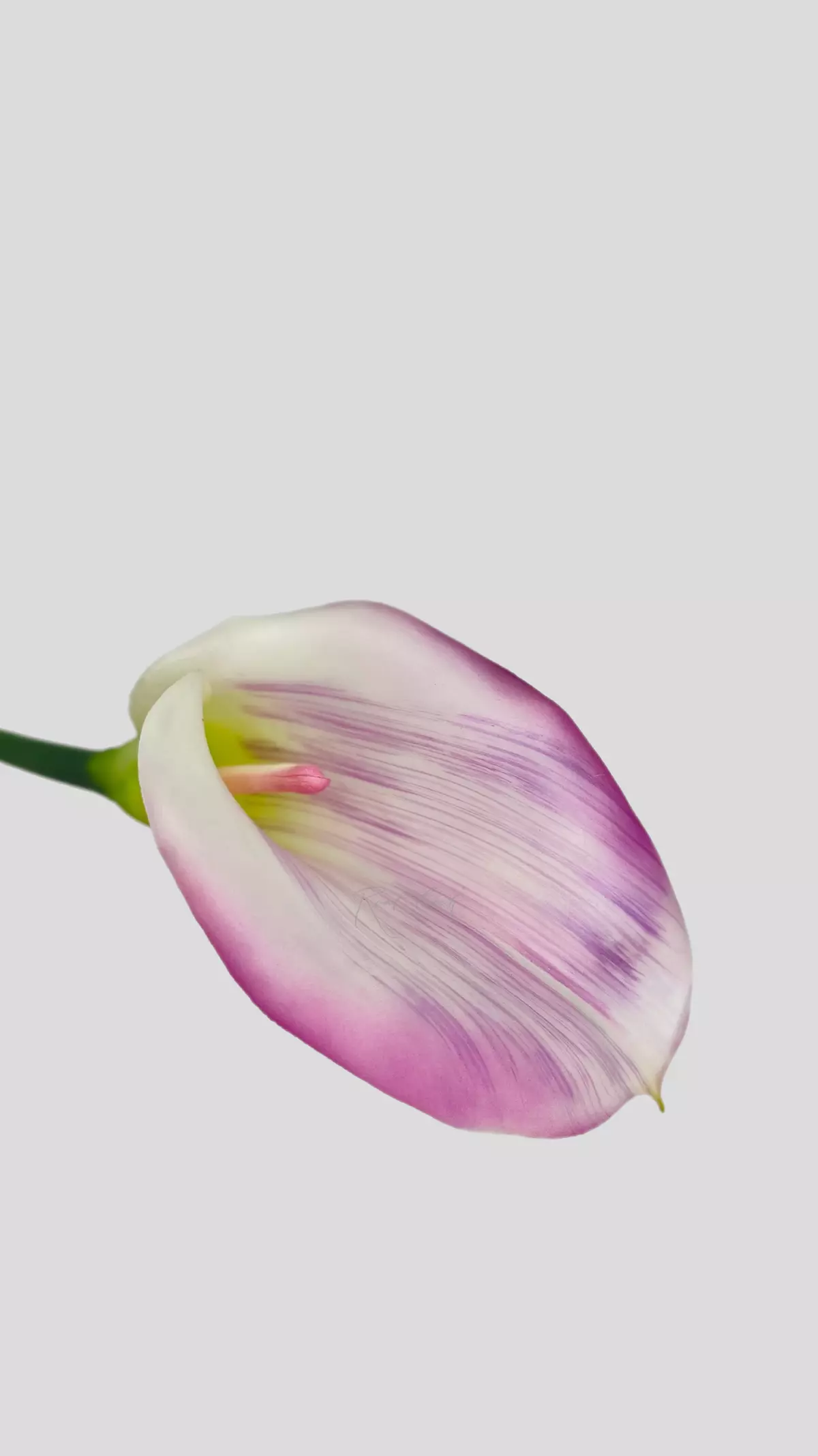Real Touch Calla Lily Premium - light purple 