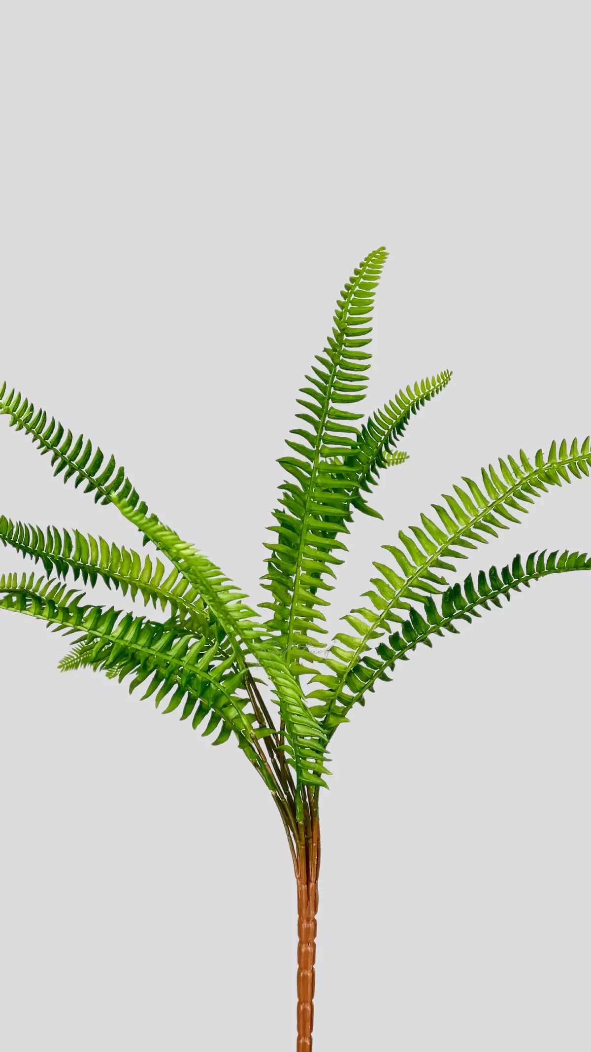 Nephrolepis Green Lady (Greenery 2) - green