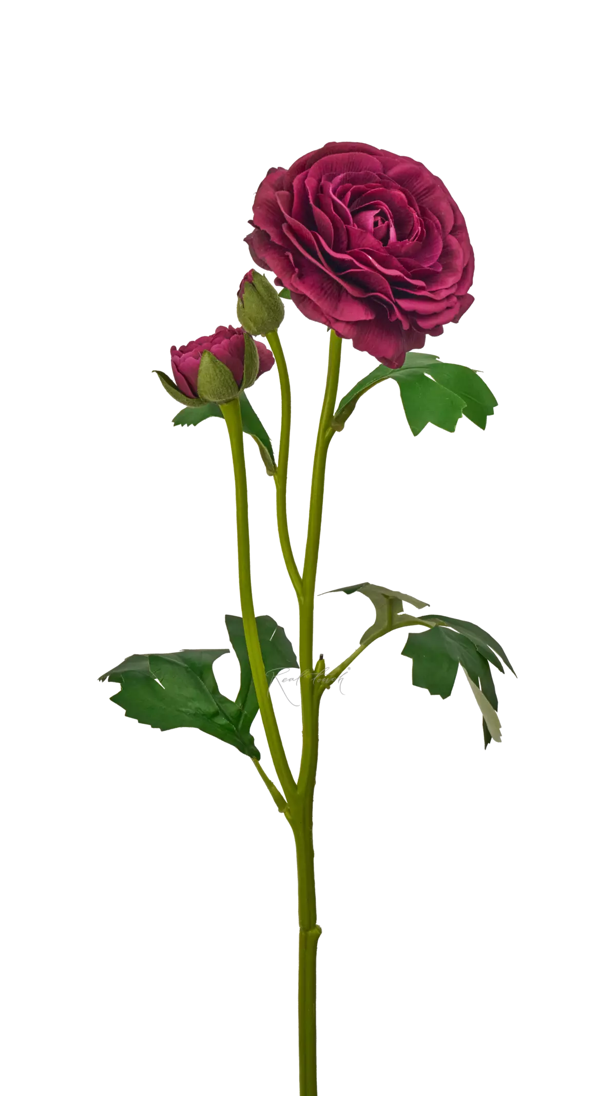 Ranunculus asiaticus Pauline - dark purple