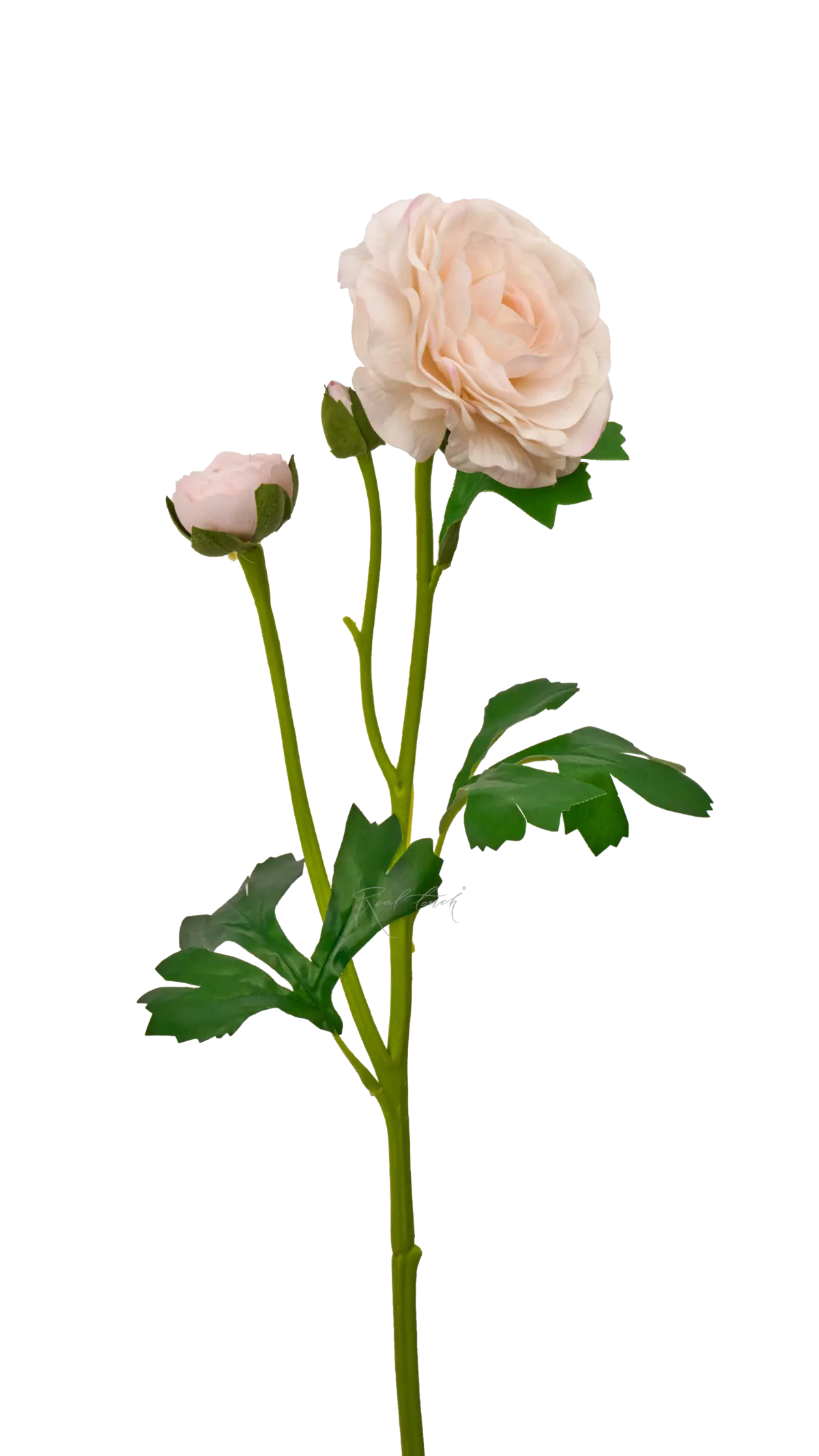 Ranunculus asiaticus Pauline - white pink