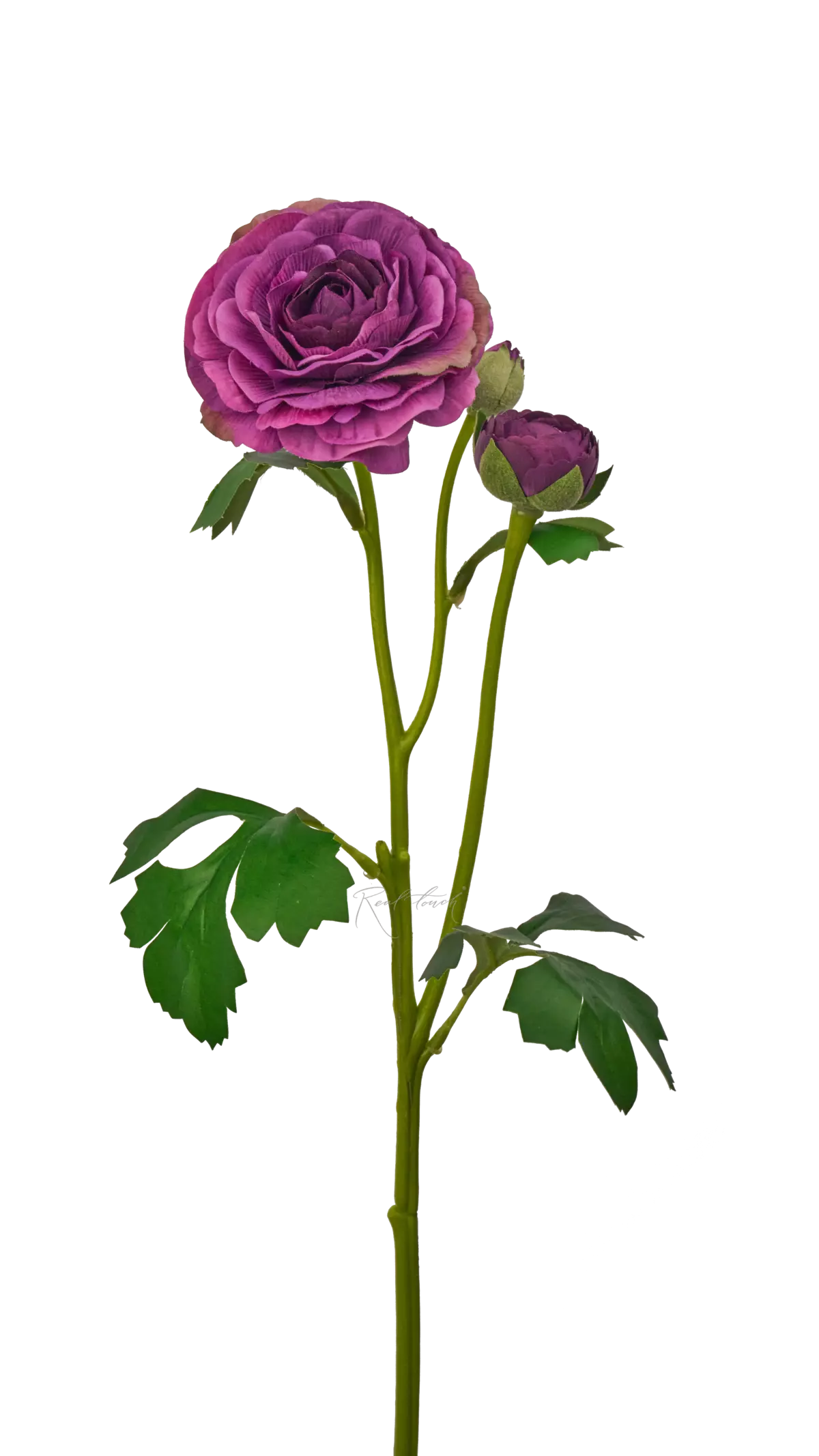 Ranunculus asiaticus Pauline - purple